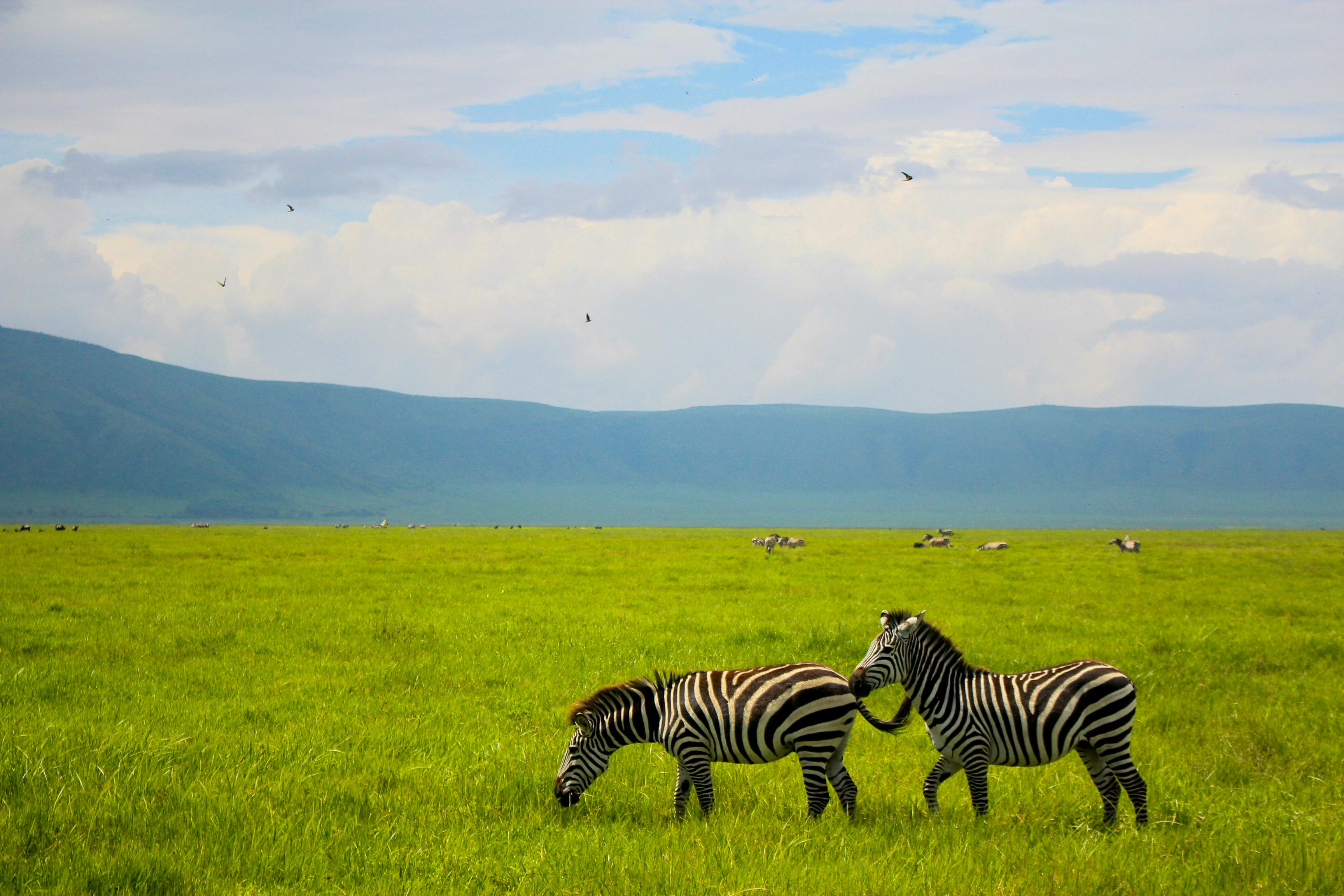 East African landscape behind the SigVerify landing page